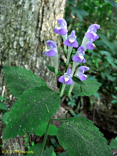 {Scutellaria montana}